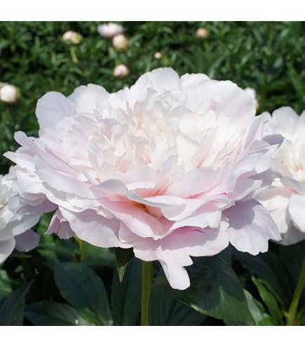 Amazon.co.jp: 芍薬苗 ブーケ パーフェクト 1株 / 国華園 25年秋商品